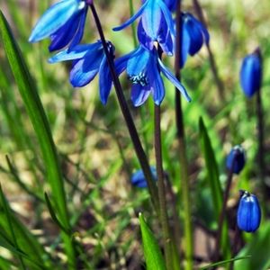 Siberia Squill (Scilla, Blue Star Flower) 15/$15
